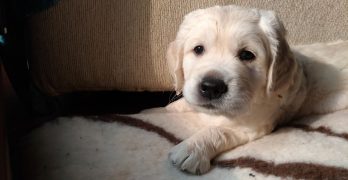 Small Golden Retriever puppy lying on its bed