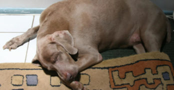 Weimaraner dog sleeping