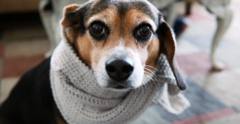 A Beagle dog in a scarf