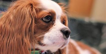 Cavalier King Charles spaniel portrait