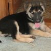 german shepherd puppy lying on the floor