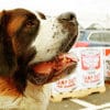 huge saint bernard