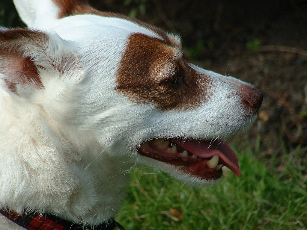 jack russell cross german shepherd