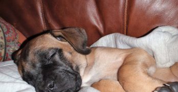 English Mastiff puppy sleeping