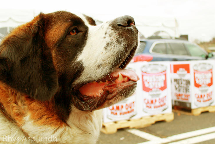 saint bernard dog food