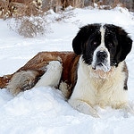 Female Saint Bernard dog in the snow