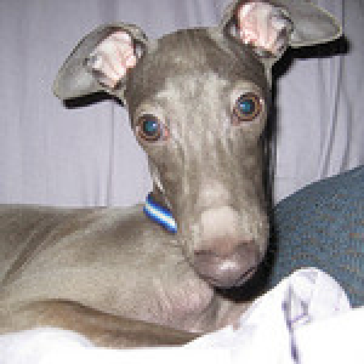 The Difference Between A Female And A Male Italian Greyhound Dog