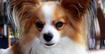 Large Papillon dog ears