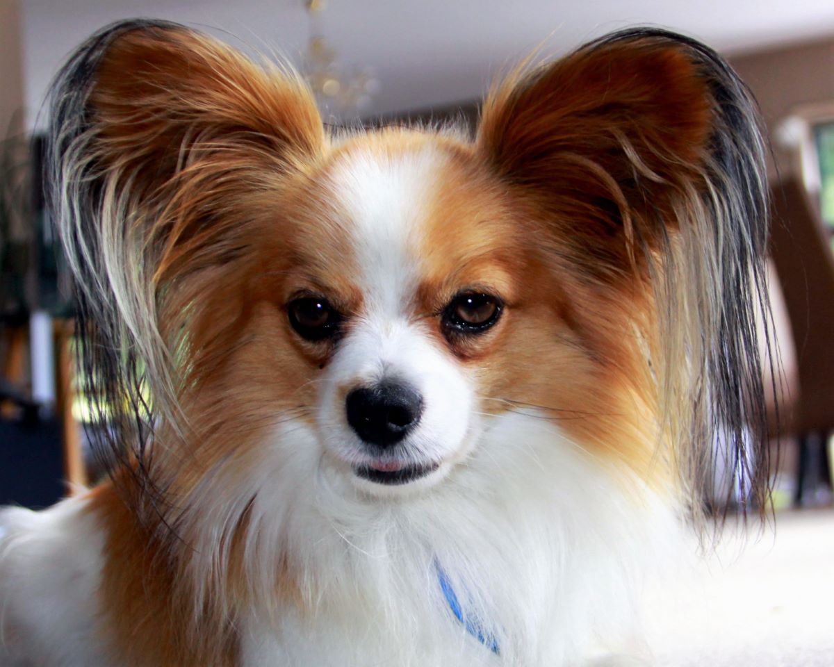 papillon dog do they shed