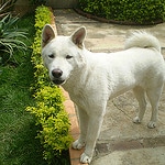 akita