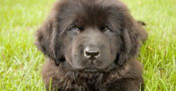 Brown Newfoundland puppy