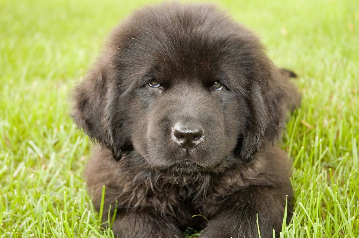 how much weight should a newfoundland puppy gain