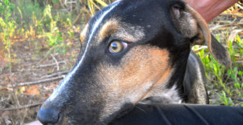 American Foxhound portrait