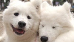 siberian samoyeds couple