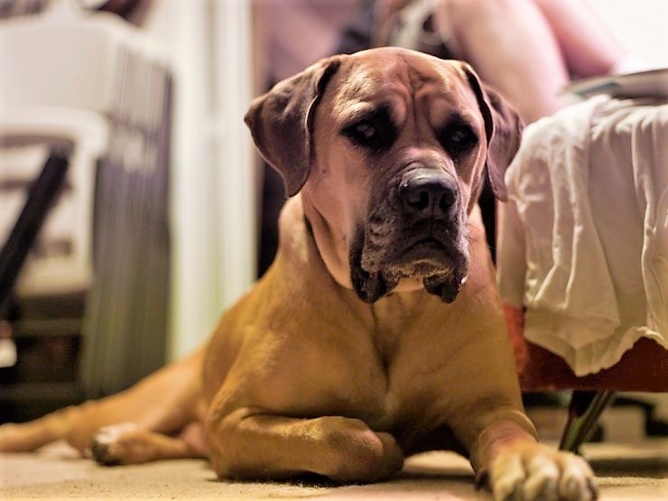how much does a south african boerboel cost