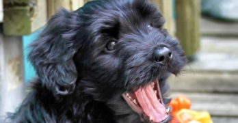 adorable bouvier puppy yawning