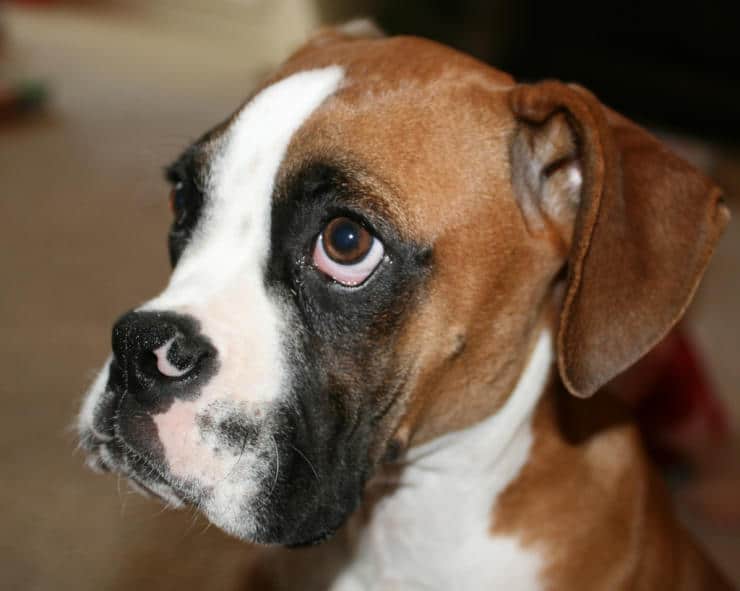 What is the Best Age to Neuter a Male Boxer Dog?