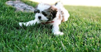 Maltese Shih-Tzu (Malshi) dog lying on the grass