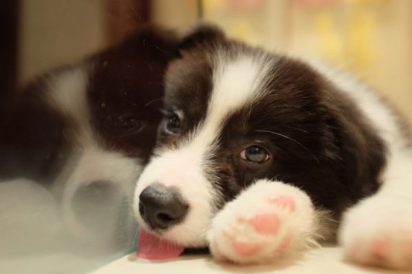 How to Stop my Border Collie Puppy from Biting Me?