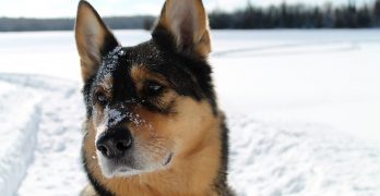 A German Shepherd in the snow