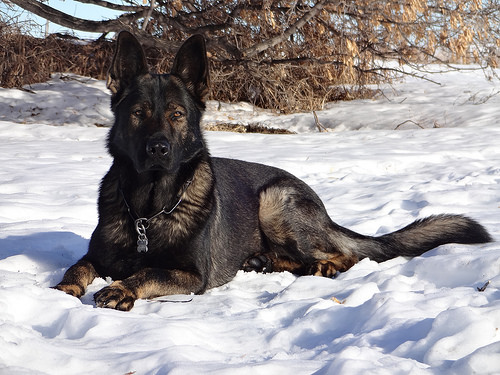 Can a German Shepherd dog live outside in the backyard?