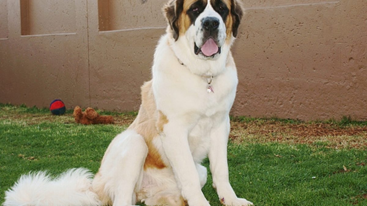 Which Is Better A Saint Bernard Or A Newfoundland Dog Russian Dog