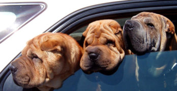 Tree shar pei family dogs