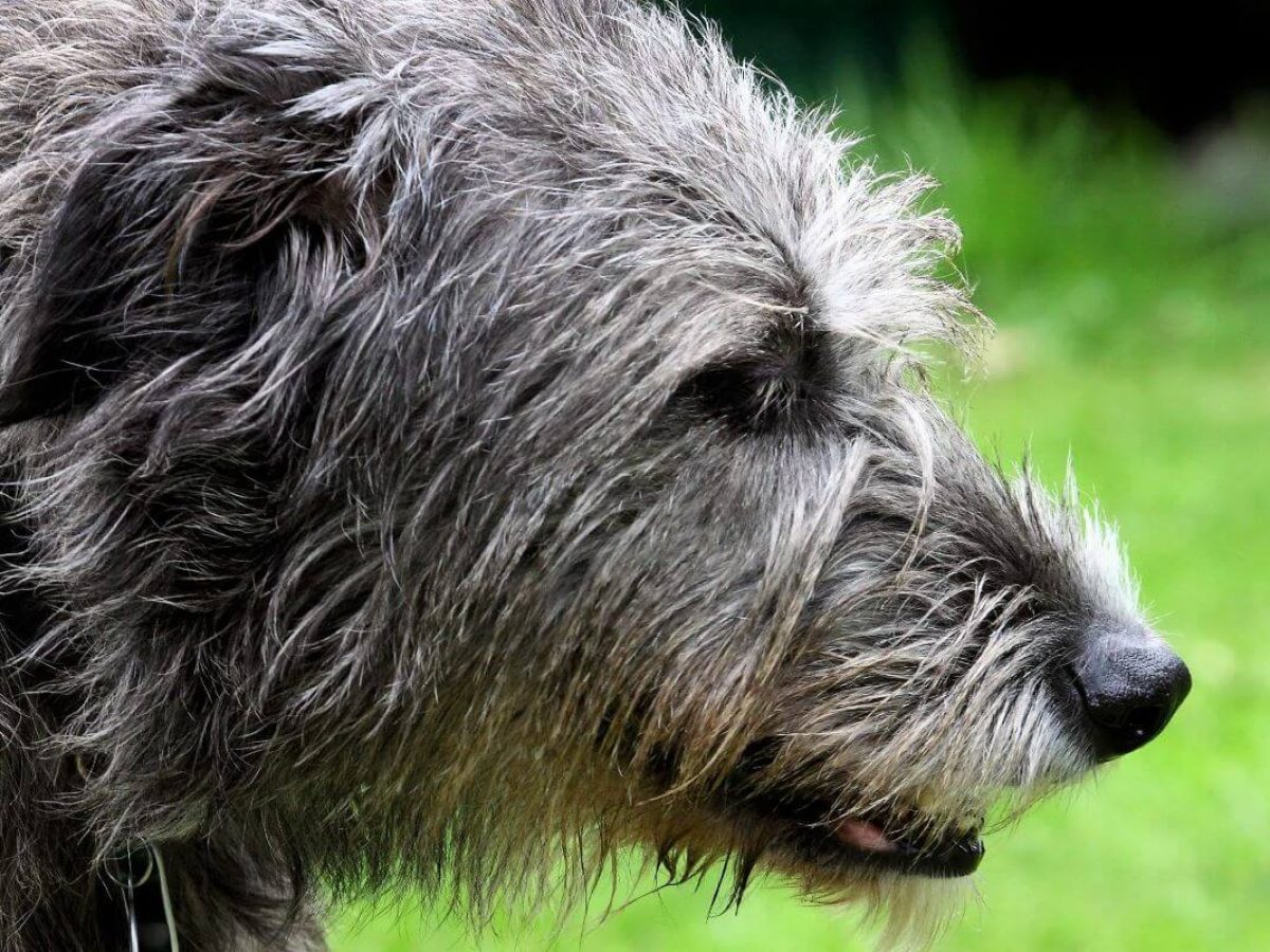 Can A Single Irish Wolfhound Kill A Wolf By Itself