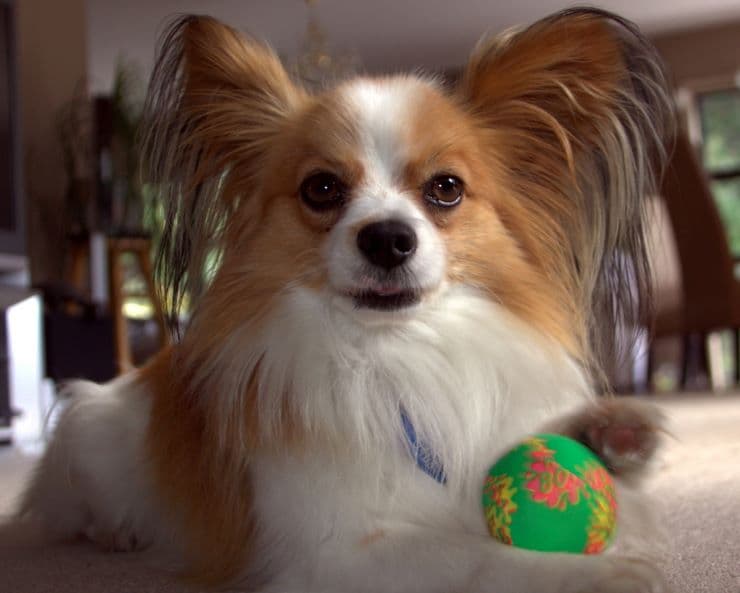 Papillon dog