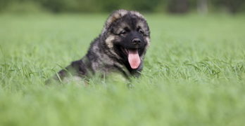 Caucasian Shepherd Dog puppy in the grass