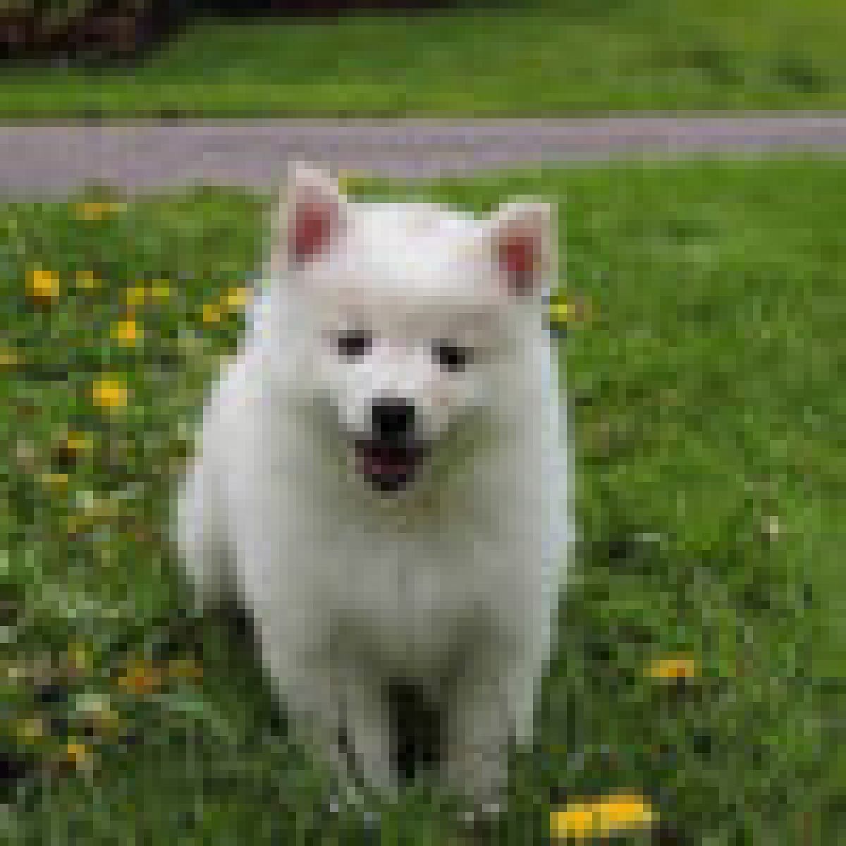 How Short Can You Cut An American Eskimo Dogs Hair