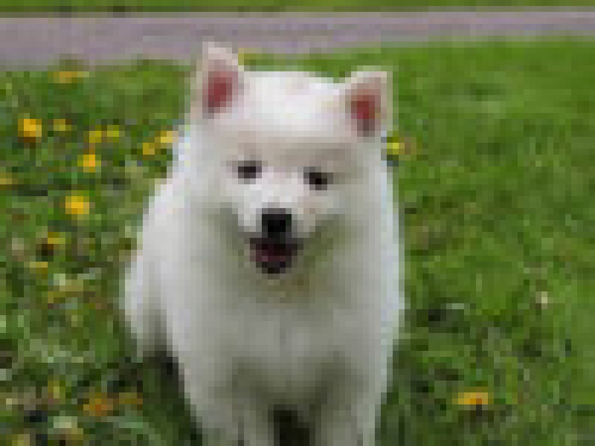 How Short Can You Cut An American Eskimo Dogs Hair