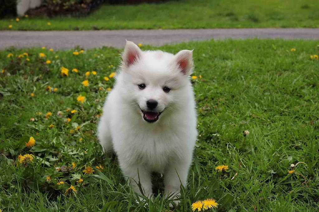 How short can you cut an american eskimo dogs’ hair?