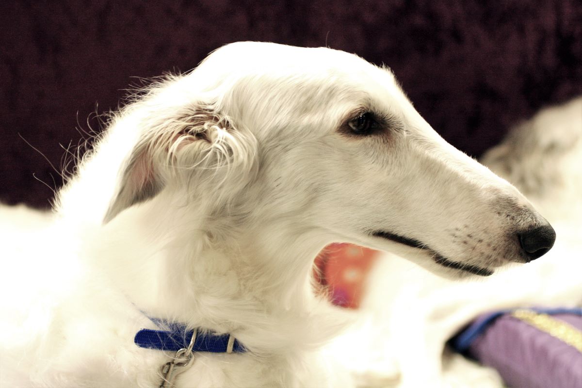 is the borzoi considered aggressive