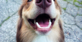 dog shows its teeth in a smile