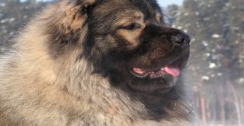 Caucasian Shepherd dog head