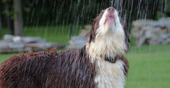 Australian Shepherd bathing