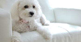 cute maltipoo puppy