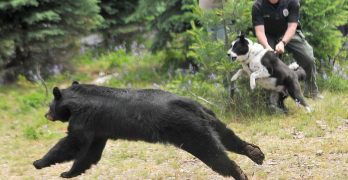 Karelian Bear Dog hunting a bear