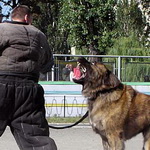 Is the Caucasian Ovcharka dog easy to train