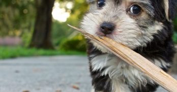 Morkie puppy with a stick