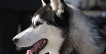 Siberian Husky head