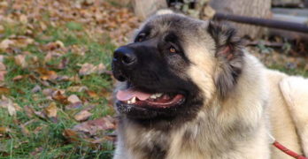 Caucasian Mountain Dog lying on the grass