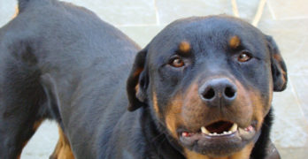 rottweiler dog looking into camera