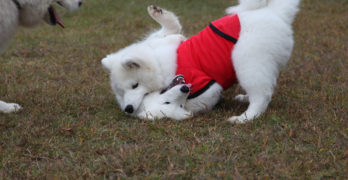 samoyed dogs playing