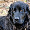 How to deal with skin problems in a Newfoundland dog?