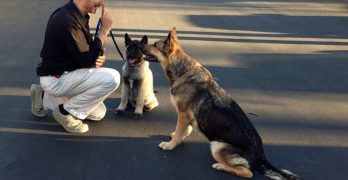 Dog trainer speaks to the dogs