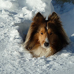 Shetland Sheepdog snow