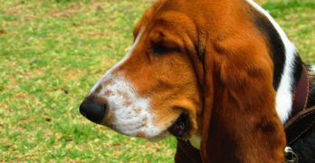 basset hound head