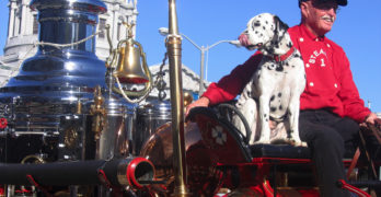 firedog dalmatian